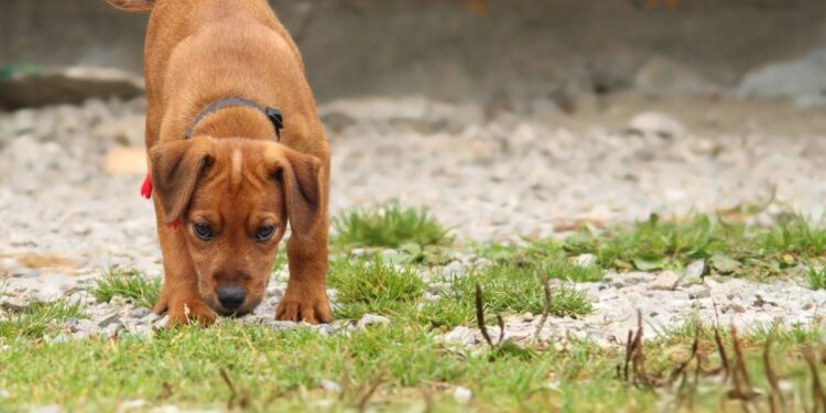 Aquela mania do seu cachorro de cheirar o chão esconde uma bússola interna conectada ao planeta Terra
