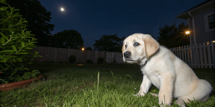 Choro noturno de cães pode indicar dor ou ansiedade e exige atenção imediata
