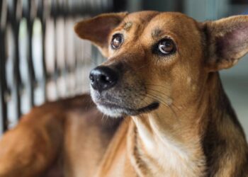 Veterinários alertam sinais de ansiedade em pets que muitos tutores ignoram no dia a dia