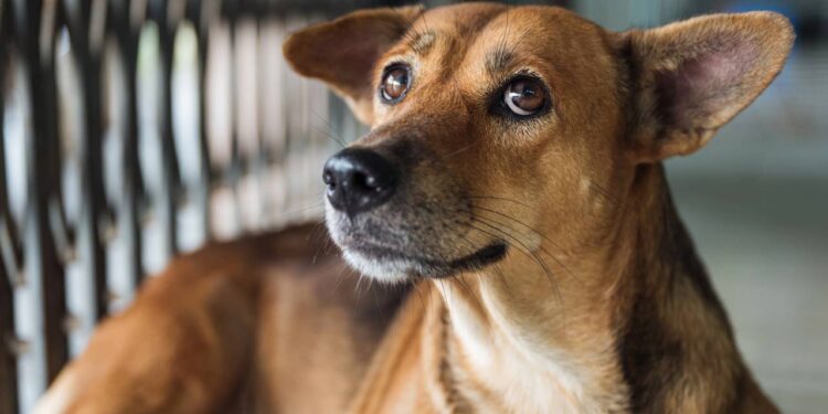 Veterinários alertam sinais de ansiedade em pets que muitos tutores ignoram no dia a dia