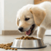 Este erro comum faz cães recusarem ração e poucos donos percebem, saiba como mudar