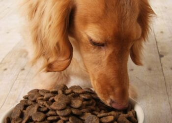 Por que alguns cães seguem a comida com o olhar antes de comer