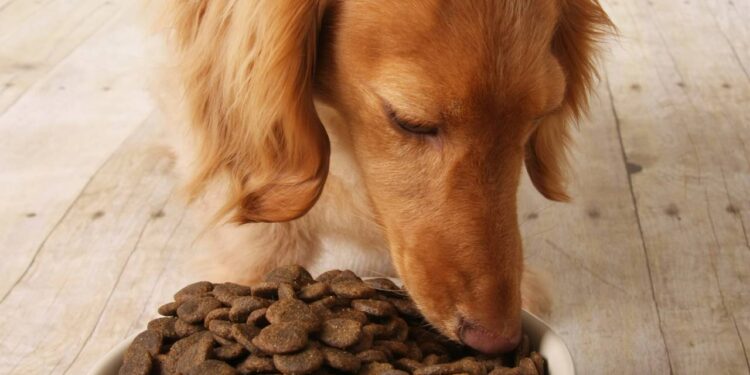 Por que alguns cães seguem a comida com o olhar antes de comer