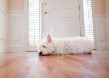 O jeito curioso que os cães usam o rastro do seu perfume para contar as horas enquanto você está fora