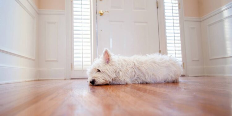 O jeito curioso que os cães usam o rastro do seu perfume para contar as horas enquanto você está fora