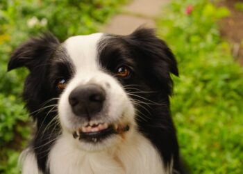 O que significa quando o cachorro rosna mas não morde