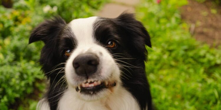 O que significa quando o cachorro rosna mas não morde