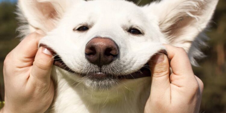 O que significa quando um cachorro abre a boca e parece sorrir ao ver alguém da família