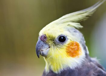 O perigo do ar-condicionado para sua calopsita e como proteger-la