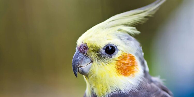 O perigo do ar-condicionado para sua calopsita e como proteger-la