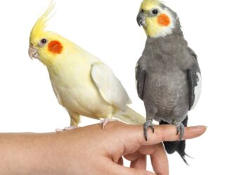 Nem todo macho serve, por que a sua calopsita fêmea pode demorar anos para aceitar um companheiro