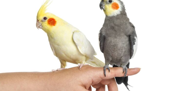 Nem todo macho serve, por que a sua calopsita fêmea pode demorar anos para aceitar um companheiro