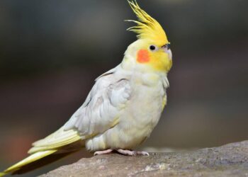 O relógio das emoções, o que o topete da sua calopsita está tentando te dizer