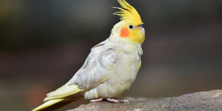 O relógio das emoções, o que o topete da sua calopsita está tentando te dizer