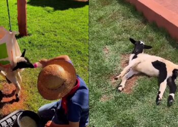 O caso da carneirinha que emocionou ao se recuperar após dias sem conseguir andar
