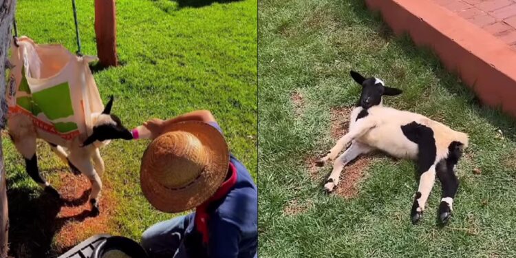 O caso da carneirinha que emocionou ao se recuperar após dias sem conseguir andar