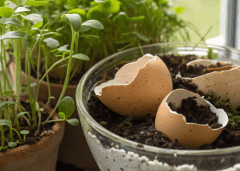 Como casca de ovo no vaso ajuda a proteger suas plantas de pragas invisíveis e deixam elas mais fortes