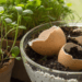 Como casca de ovo no vaso ajuda a proteger suas plantas de pragas invisíveis e deixam elas mais fortes
