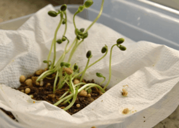 Como fazer um broto de feijão crescer em 2 dias com truque caseiro com papel-toalha molhado