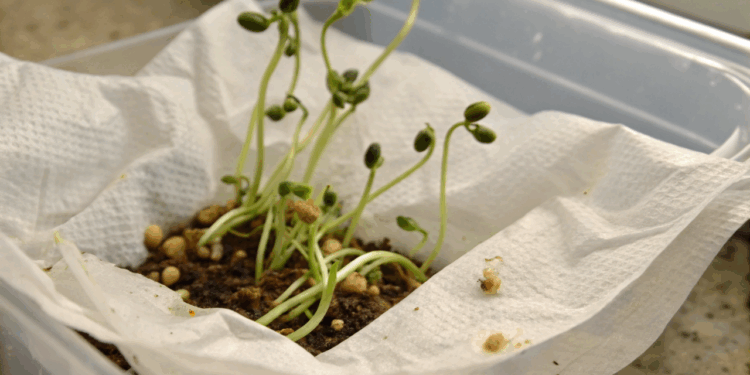 Como fazer um broto de feijão crescer em 2 dias com truque caseiro com papel-toalha molhado