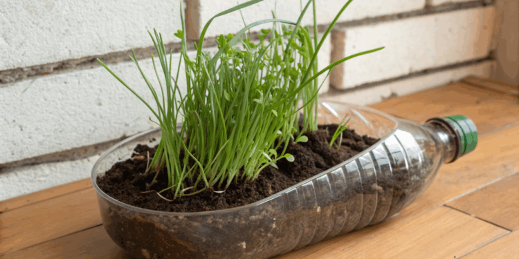 Como plantar cebolinha em garrafa PET em casa e ter tempero fresco o mês inteiro