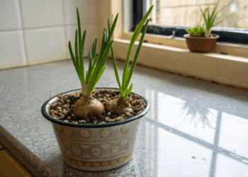 Este método caseiro faz a cebolinha crescer mais grossa, saudável  e durar o ano inteiro