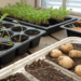 Para evitar desperdício, veja como usar restos de legumes para virar mudas em poucos dias
