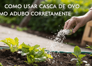 Adubo com casca de ovo ajuda no crescimento das plantas quando preparado corretamente