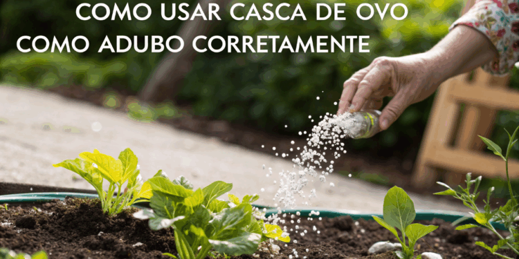 Adubo com casca de ovo ajuda no crescimento das plantas quando preparado corretamente