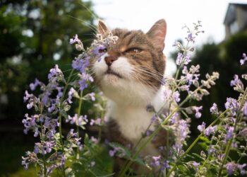 Como usar catnip para estimular brincadeiras e reduzir o tédio do gato