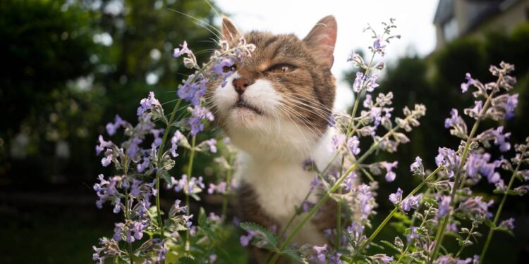 Como usar catnip para estimular brincadeiras e reduzir o tédio do gato