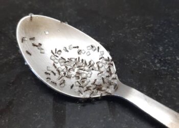 O truque que espanta formigas da cozinha sem usar uma gota de veneno