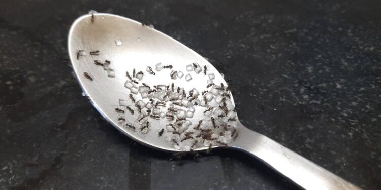 O truque que espanta formigas da cozinha sem usar uma gota de veneno