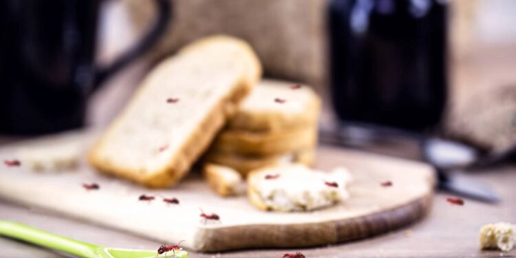 A técnica simples da casca de limão para proteger o lixo e a fruteira da visita de formigas