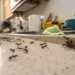 A armadilha natural que confunde as formigas e protege a sua cozinha de infestações