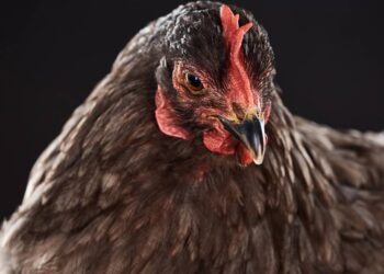 O motivo fascinante pelo qual as galinhas dormem com um olho aberto