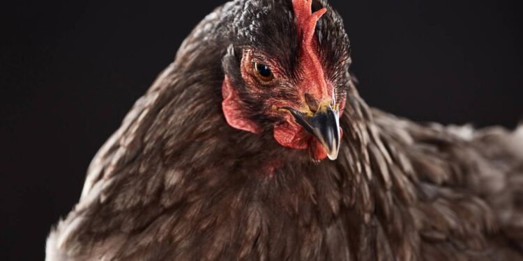 O motivo fascinante pelo qual as galinhas dormem com um olho aberto