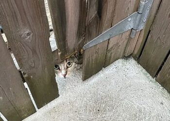 Ela só queria comida mas acabou mudando completamente a vida dentro daquela casa