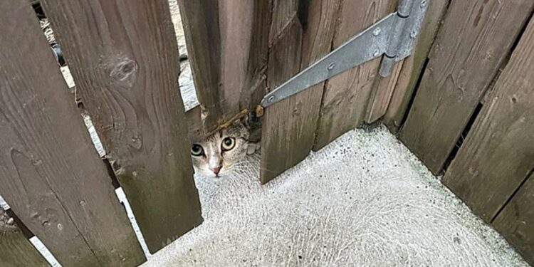 Ela só queria comida mas acabou mudando completamente a vida dentro daquela casa