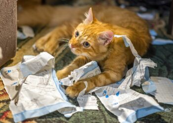 Gatos despertando à noite não é só fome: saiba os motivos e como melhorar a rotina sem estresse
