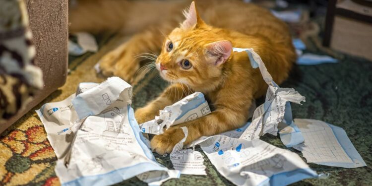Gatos despertando à noite não é só fome: saiba os motivos e como melhorar a rotina sem estresse