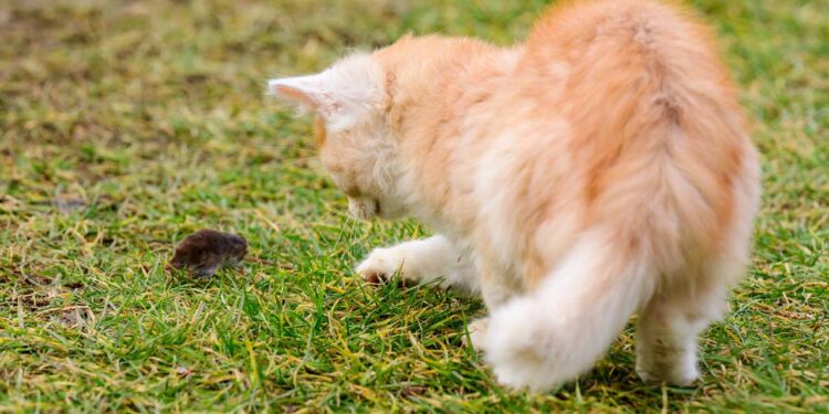 Muitos tutores ignoram, mas o seu gato precisa disso para manter a saúde mental