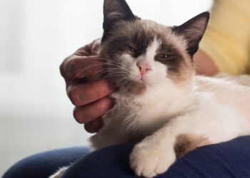 A frequência mágica que os gatos usam para curar os próprios ossos e músculos