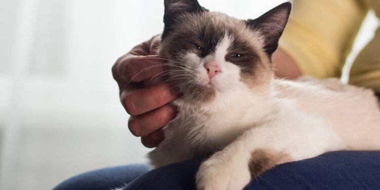 A frequência mágica que os gatos usam para curar os próprios ossos e músculos