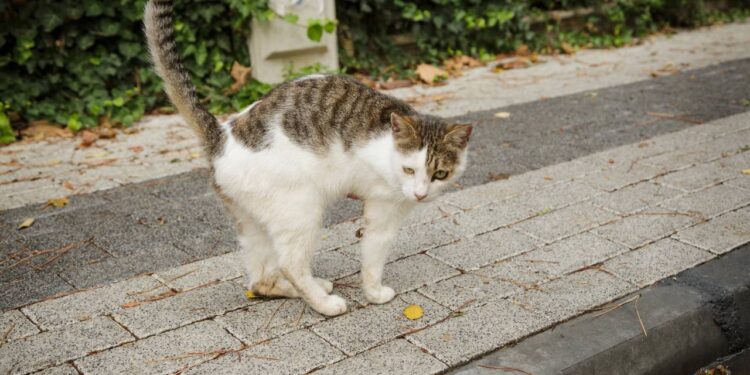 Ninguém quis adotar esse gatinho diferente até que uma família decidiu dar uma chance e tudo mudou