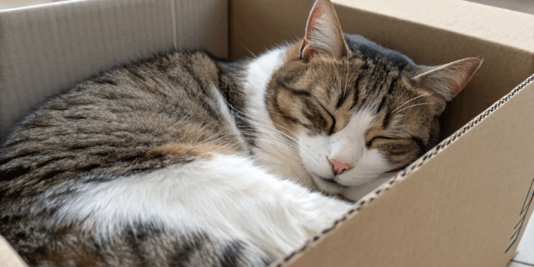 Porque gatos buscam caixas e como isso ajuda no bem-estar do seu felino
