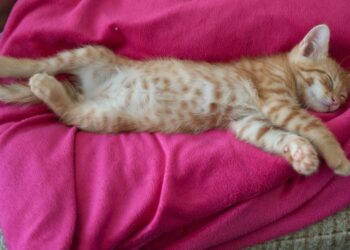 Parece que seu gato só dorme mas esse comportamento pode ter um motivo importante