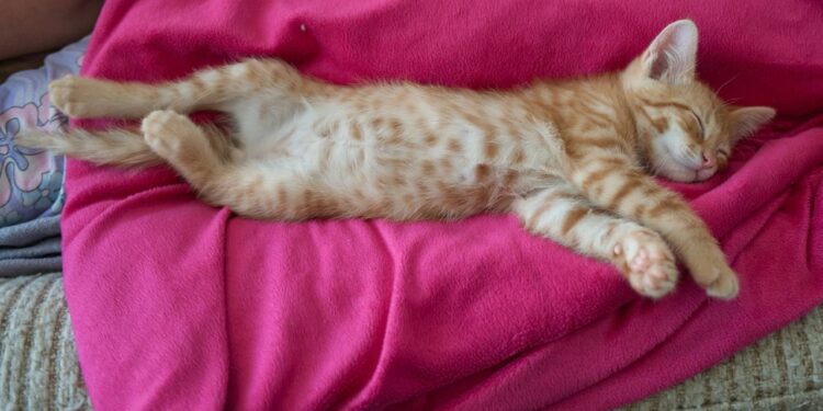 Parece que seu gato só dorme mas esse comportamento pode ter um motivo importante