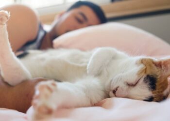 O que significa quando seu gato prefere se deitar em você e não em outros cantos da casa