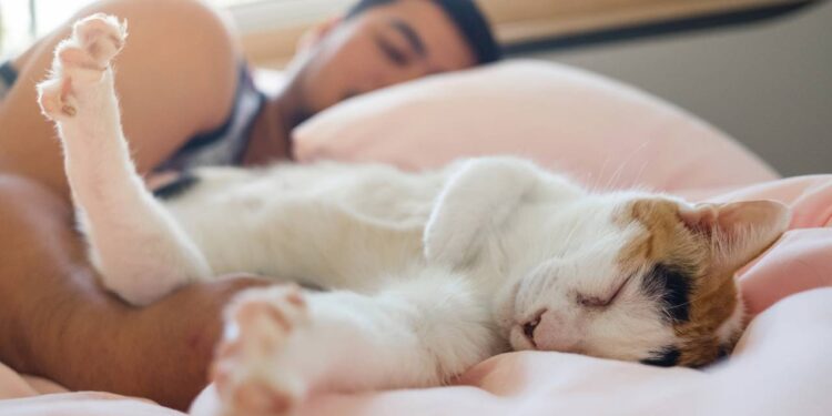 O que significa quando seu gato prefere se deitar em você e não em outros cantos da casa